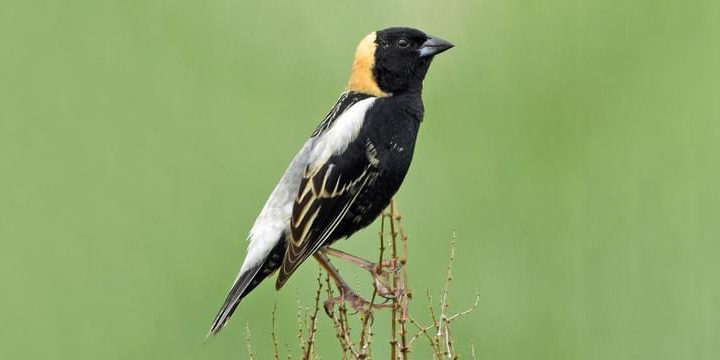 The bobolink