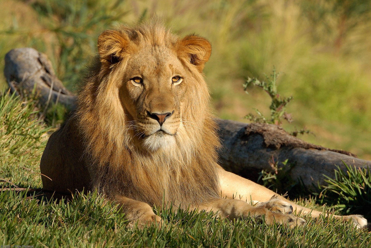 if a lion could speak, we would not understand it