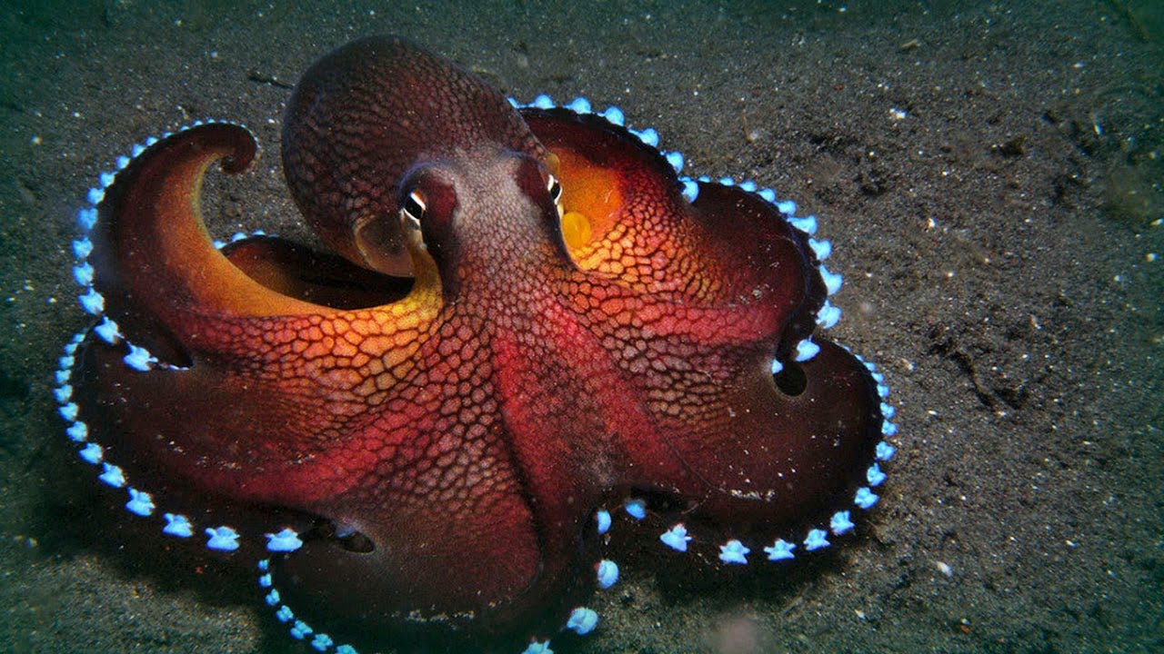 An octopus...