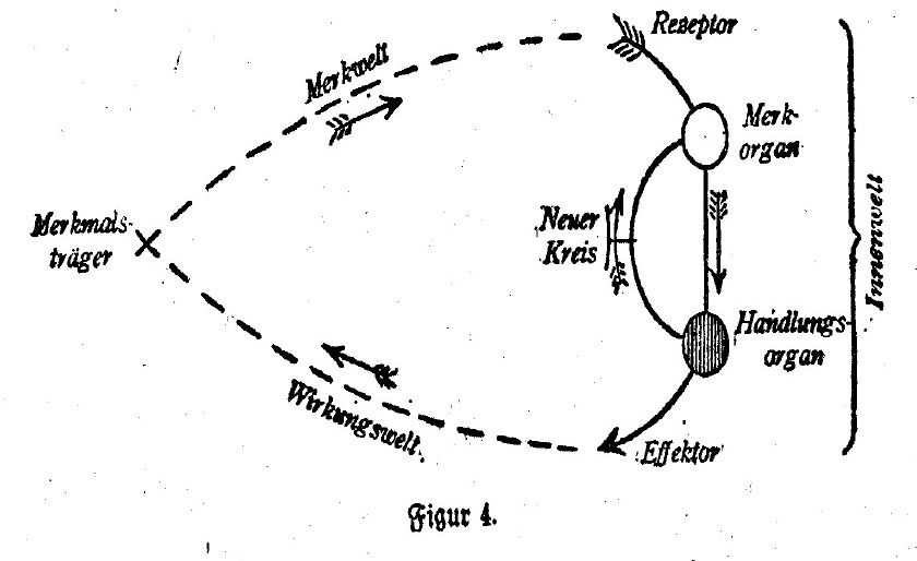 Uexküll's *circular feedback system*