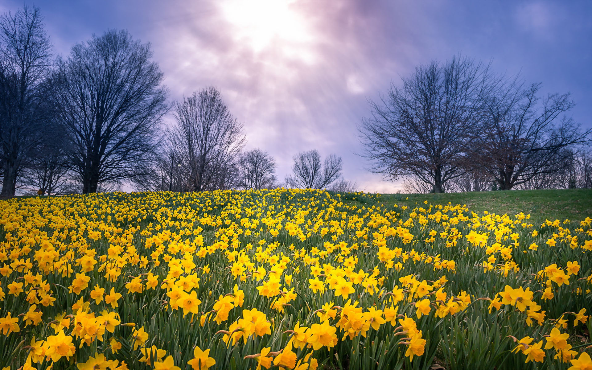 A host of golden daffodils